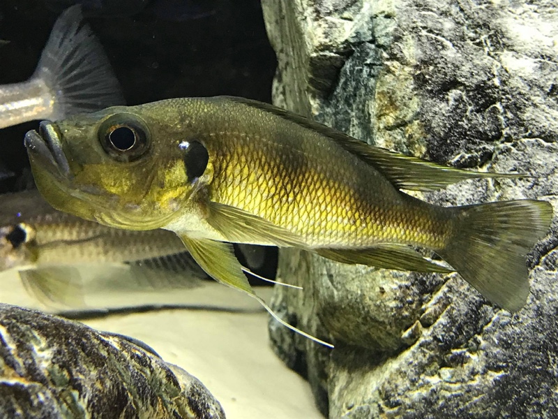 Greenwoodochromis bellcrossi